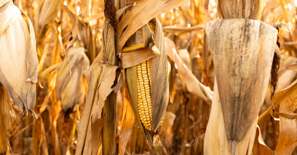 War Hangs Over American Farmers as Fertilizer Prices Rise