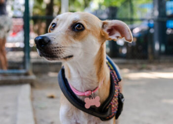 It’s a Bone of Contention: Mexico and Brazil Are Arguing Over Dogs
