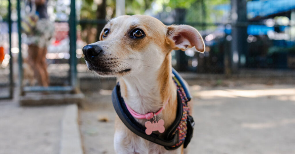 It’s a Bone of Contention: Mexico and Brazil Are Arguing Over Dogs