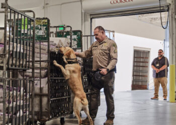 How Does L.A. Count Election Ballots? It Begins With a Dog Sniff