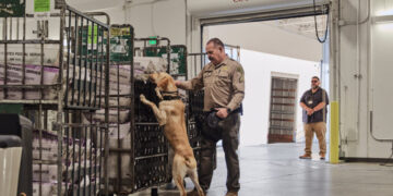 How Does L.A. Count Election Ballots? It Begins With a Dog Sniff