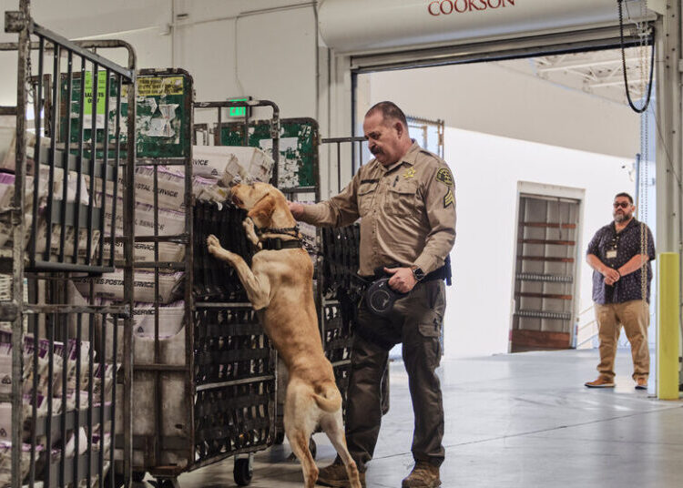 How Does L.A. Count Election Ballots? It Begins With a Dog Sniff