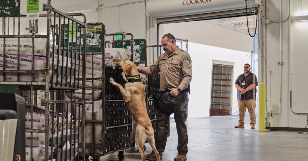 How Does L.A. Count Election Ballots? It Begins With a Dog Sniff