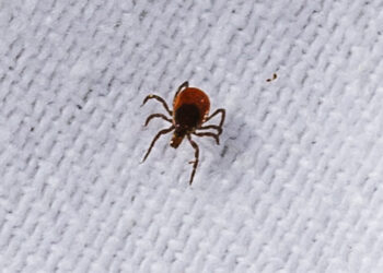 It’s Time to Worry About Ticks in the City