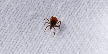 It’s Time to Worry About Ticks in the City