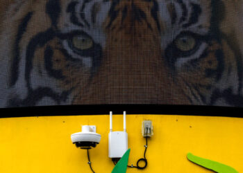 Lions, Tigers and Bomb-Sniffing Dogs: Zoos Face Scores of Swatting Calls