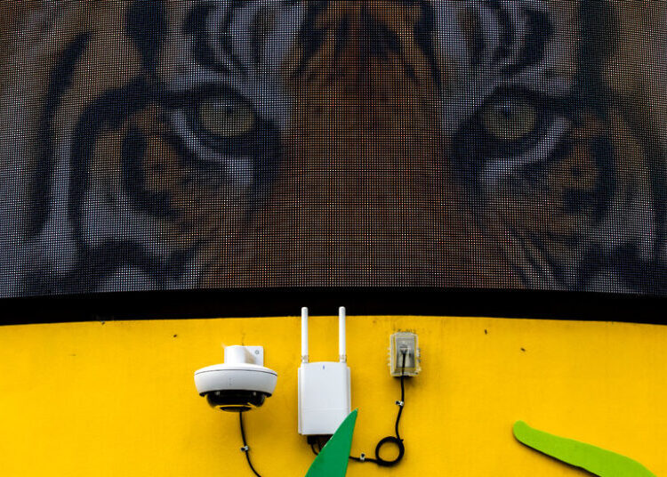 Lions, Tigers and Bomb-Sniffing Dogs: Zoos Face Scores of Swatting Calls