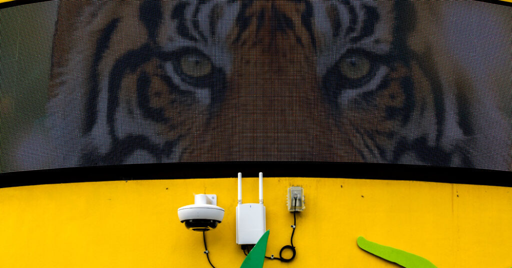 Lions, Tigers and Bomb-Sniffing Dogs: Zoos Face Scores of Swatting Calls