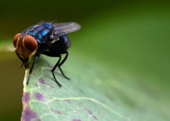 Flesh-Eating Pest Confirmed in U.S. Cattle