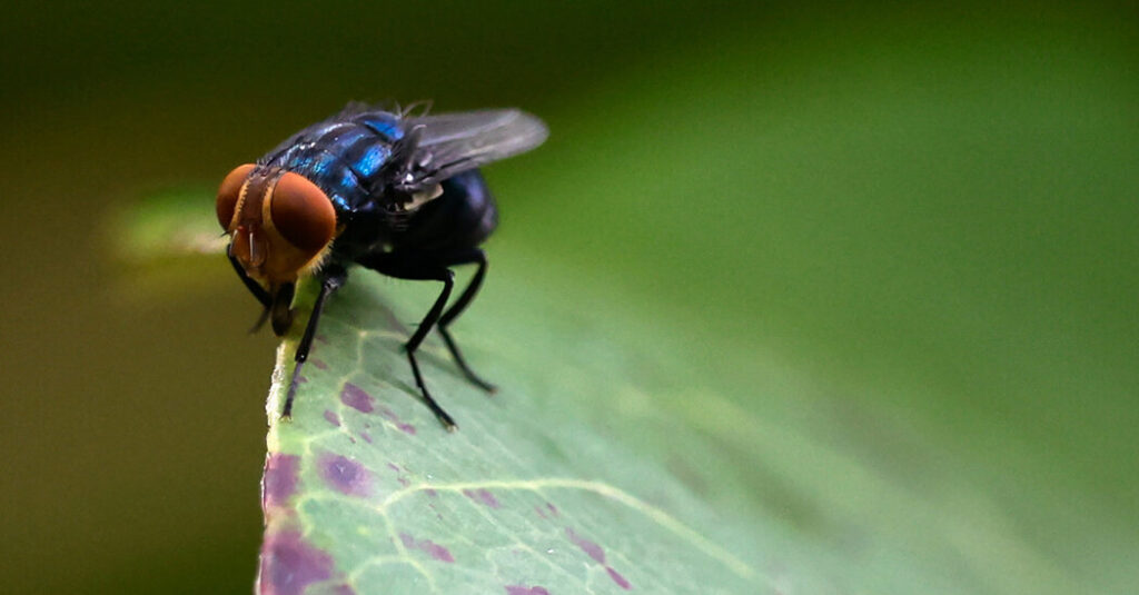 Flesh-Eating Pest Confirmed in U.S. Cattle
