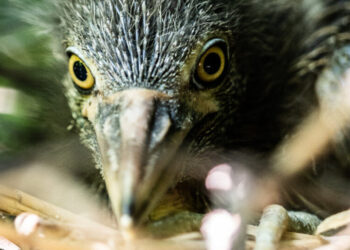 This Rugged New York Heron Is Suddenly Facing Extinction. Why?