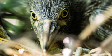 This Rugged New York Heron Is Suddenly Facing Extinction. Why?
