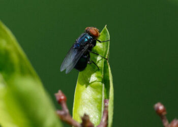 This Flesh-Eating Fly is Making an Unwanted Comeback