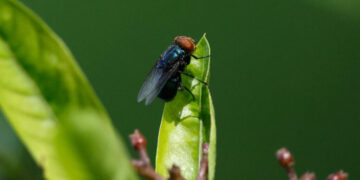 This Flesh-Eating Fly is Making an Unwanted Comeback
