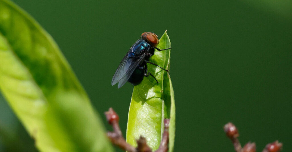 This Flesh-Eating Fly is Making an Unwanted Comeback