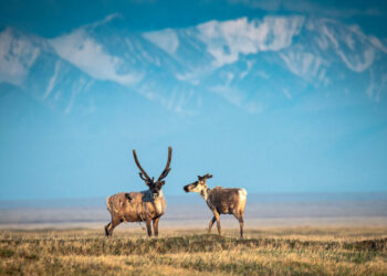 Arctic Refuge Oil Draws Few Bids, Despite Trump’s Push for ‘Liquid Gold’