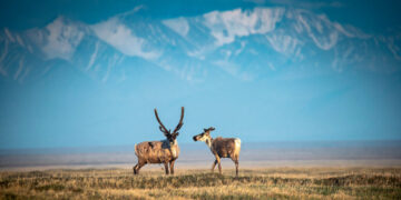 Arctic Refuge Oil Draws Few Bids, Despite Trump’s Push for ‘Liquid Gold’