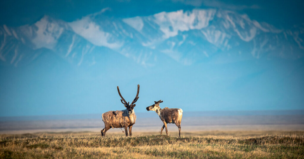 Arctic Refuge Oil Draws Few Bids, Despite Trump’s Push for ‘Liquid Gold’