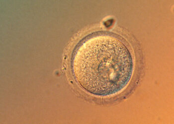 In a First, Scientists Precisely Edit Human Embryo Genes