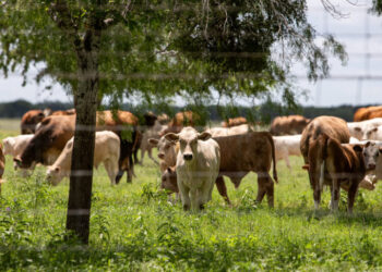 Screwworm Flies and Drought Spell Tougher Times for Cattle Ranchers