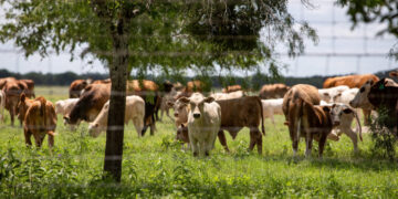 Screwworm Flies and Drought Spell Tougher Times for Cattle Ranchers