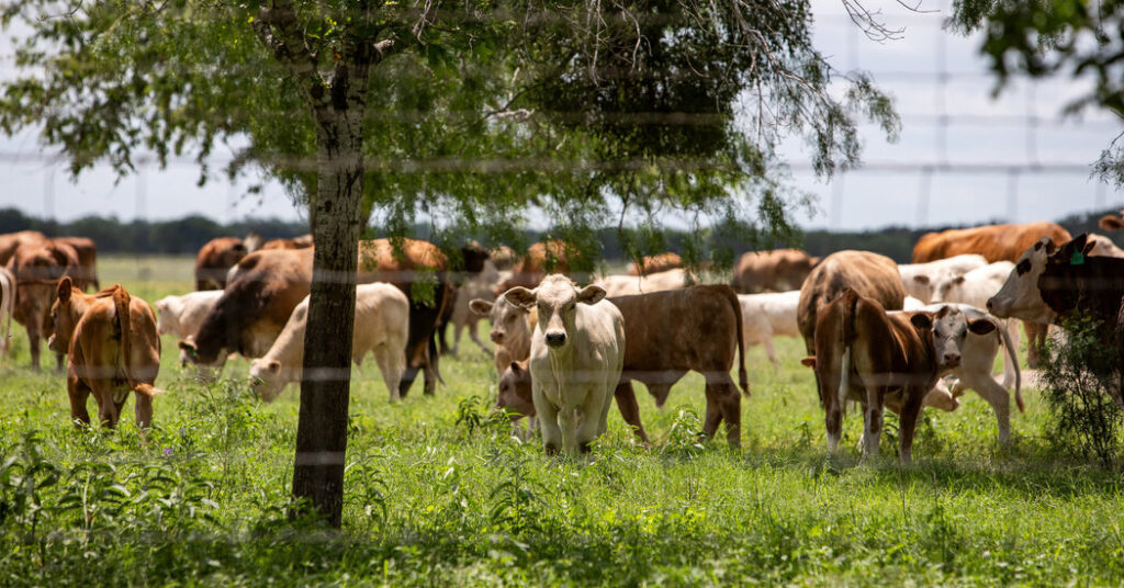 Screwworm Flies and Drought Spell Tougher Times for Cattle Ranchers