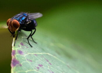 As Screwworm Cases Mount, U.S. Officials Ramp Up Response