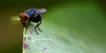 As Screwworm Cases Mount, U.S. Officials Ramp Up Response
