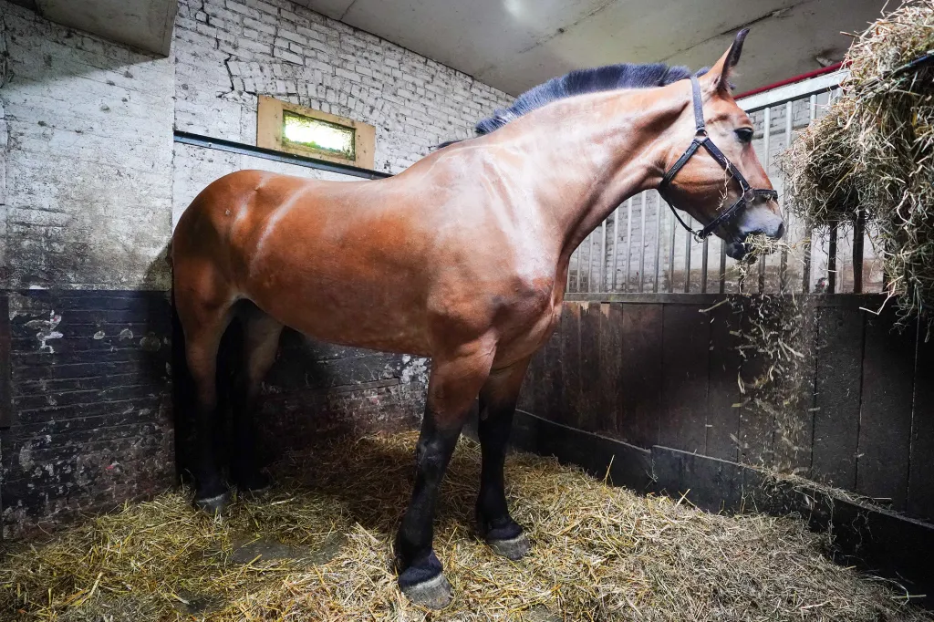 A brown horse with a black mane eating hay in a stable.