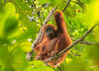 Recent Landslides in Indonesia Devastated Rare Orangutans, Study Finds