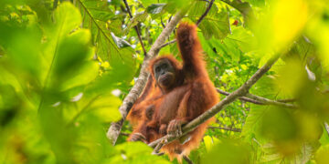 Recent Landslides in Indonesia Devastated Rare Orangutans, Study Finds