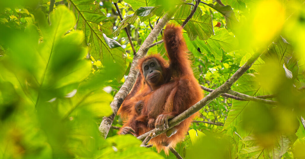 Recent Landslides in Indonesia Devastated Rare Orangutans, Study Finds