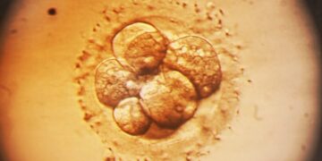Medical Cure or Designer Baby? A New Approach to Editing Embryos Ignites Debate