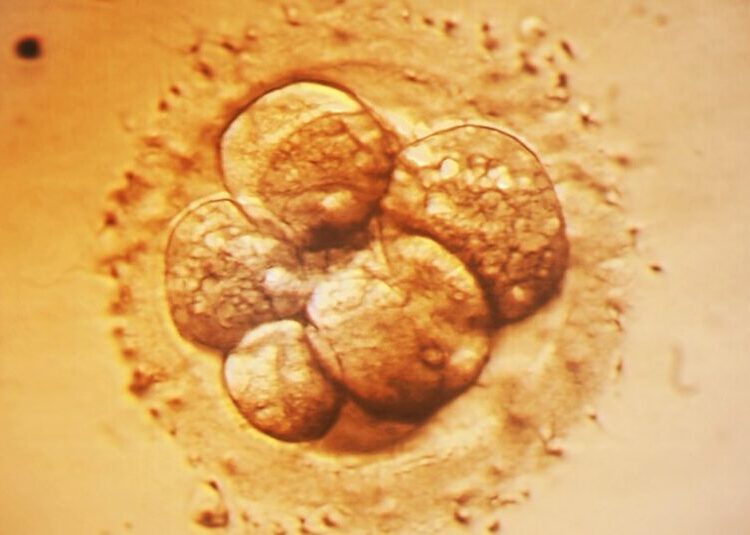 Medical Cure or Designer Baby? A New Approach to Editing Embryos Ignites Debate