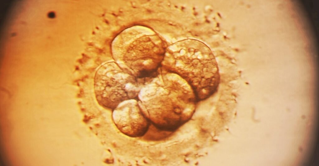 Medical Cure or Designer Baby? A New Approach to Editing Embryos Ignites Debate