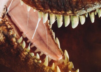It’s Godzilla vs. T. Rex All Over America