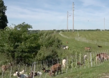 Ohio City Worker Union Complains That Goats Are Eating Its Lunch