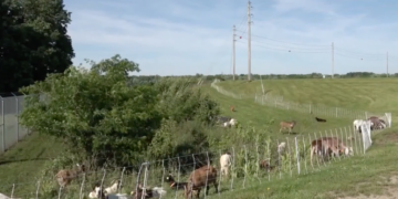 Ohio City Worker Union Complains That Goats Are Eating Its Lunch