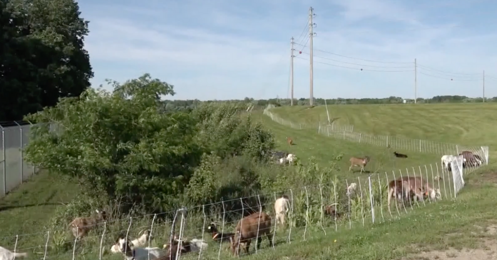 Ohio City Worker Union Complains That Goats Are Eating Its Lunch
