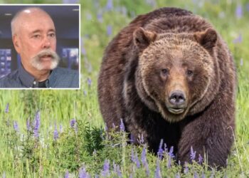 Mass grizzly bear reintroduction in California moves step closer