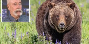Mass grizzly bear reintroduction in California moves step closer