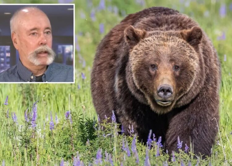 Mass grizzly bear reintroduction in California moves step closer