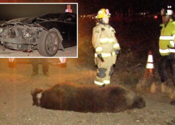 Grisly scene as bear fatally struck by car in SoCal