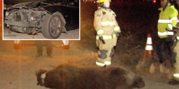 Grisly scene as bear fatally struck by car in SoCal