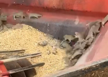 Thousands of Mice Swarm Parts of Western Australia in a ‘Mouse Plague’