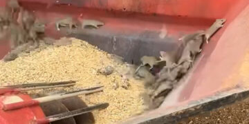 Thousands of Mice Swarm Parts of Western Australia in a ‘Mouse Plague’