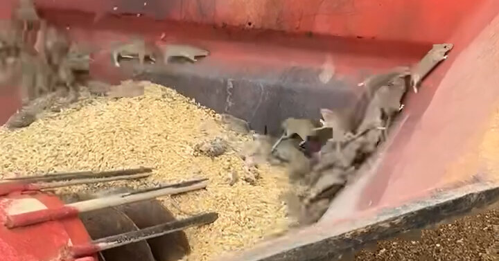 Thousands of Mice Swarm Parts of Western Australia in a ‘Mouse Plague’