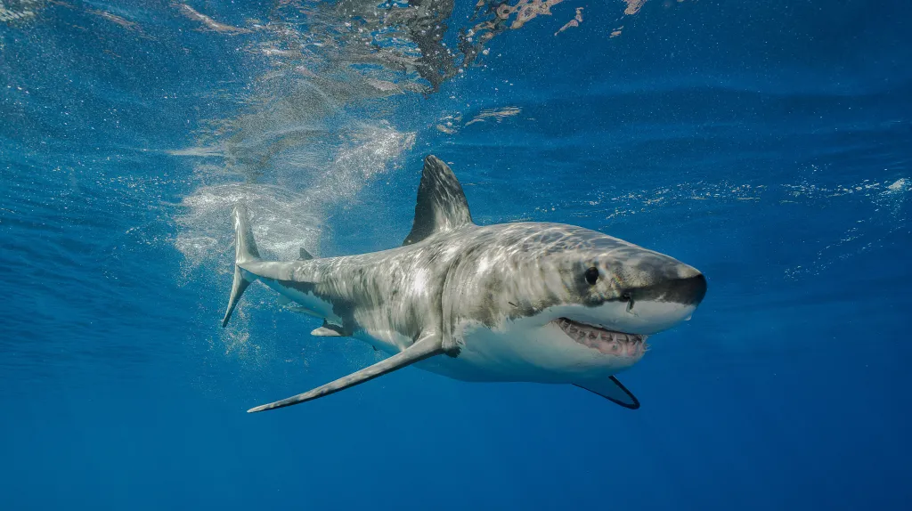 A great white.