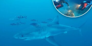 Great white shark filmed underwater in Mediterranean for first time — scientists are shocked: ‘More likely to win lotto’