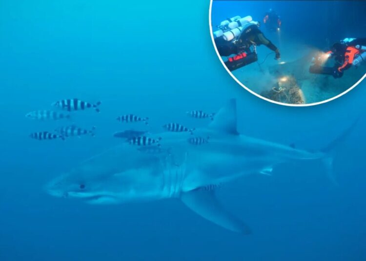 Great white shark filmed underwater in Mediterranean for first time — scientists are shocked: ‘More likely to win lotto’